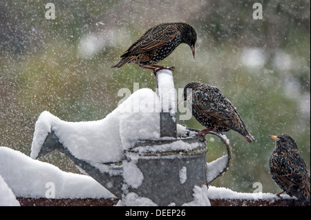 Per gli storni comune / Europea Starling (Sturnus vulgaris) appollaiato su metallo annaffiatoio in giardino durante la doccia di neve in inverno Foto Stock