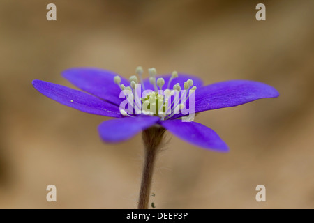 Comuni / Hepatica liverwort / kidneywort / centella (Anemone hepatica / Hepatica nobilis) fioritura in Svezia e Scandinavia Foto Stock