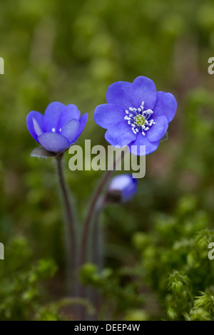 Comuni / Hepatica liverwort / kidneywort / centella (Anemone hepatica / Hepatica nobilis) in fiore, Svezia e Scandinavia Foto Stock