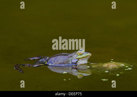 Unione rana verde (Pelophylax kl. esculentus / Rana kl. esculenta) galleggiante in acqua di stagno Foto Stock