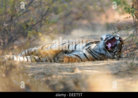 Tigre del Bengala in area Qualji nel bosco selvatico di Ranthambhore. ( Panthera Tigris ) Foto Stock