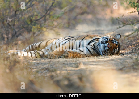 Tigre del Bengala in area Qualji nel bosco selvatico di Ranthambhore. ( Panthera Tigris ) Foto Stock