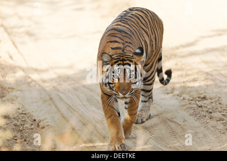 Tigre del Bengala a piedi sulla testa oltre la giungla via in Qualji area della foresta Ranthambhore, India. ( Panthera Tigris ) Foto Stock