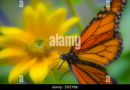 Farfalla monarca in appoggio sul fiore giallo Foto Stock