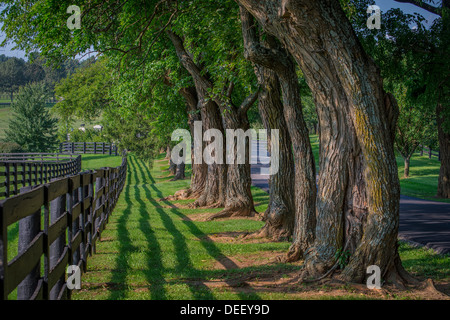 Fila di vecchi alberi nodose sul lato della strada con il recinto Foto Stock