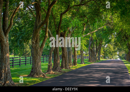 Fila di vecchi alberi nodose sul lato della strada con il recinto Foto Stock