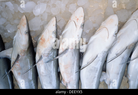 La pesca, l'ambiente, giovani squali in vendita nel mercato in stallo. Foto Stock