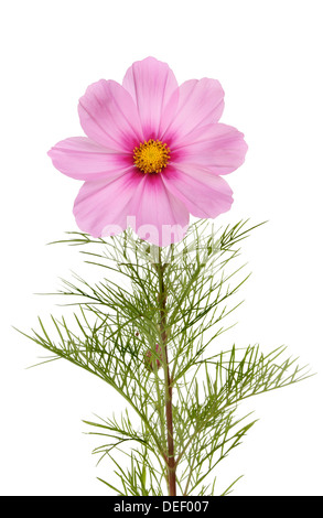 Cosmo, Cosmos bipinnatus, fiori e fogliame isolata contro bianco Foto Stock