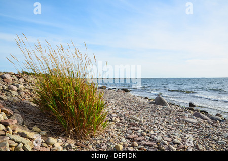 Erba colorata impianto a stony costa del Mar Baltico in Svezia Foto Stock