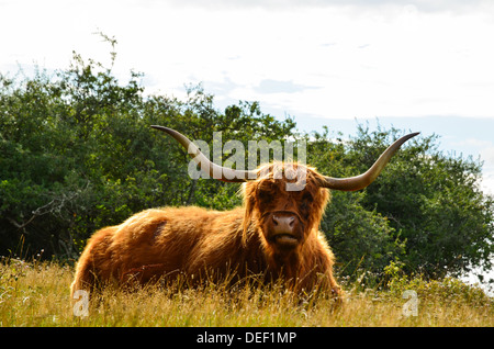 Highland bovini di primo piano in un prato soleggiato Foto Stock