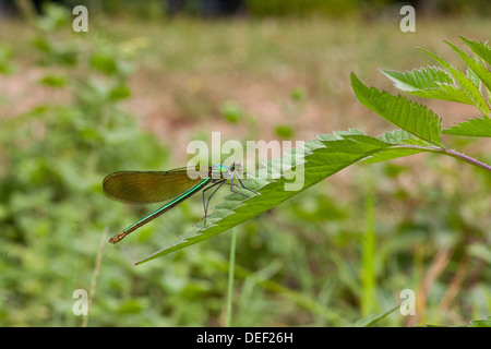 Donne belle demoiselle damselfly (calopteryx virgo) Foto Stock