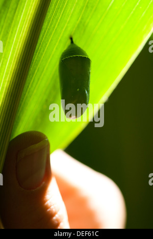 Farfalla monarca crisalide attaccata ad un congedo di mais Foto Stock