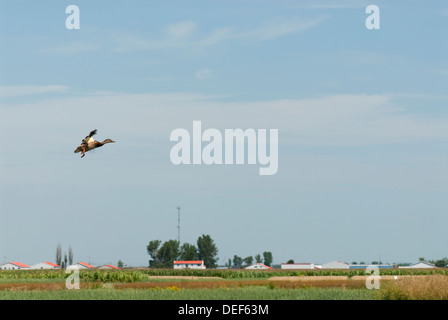 Un anatra tenetevi pronti a sbarcare in campagna Foto Stock