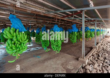 In Africa, in Camerun, Tiko. I grappoli di banane alla piantagione di banane. Foto Stock