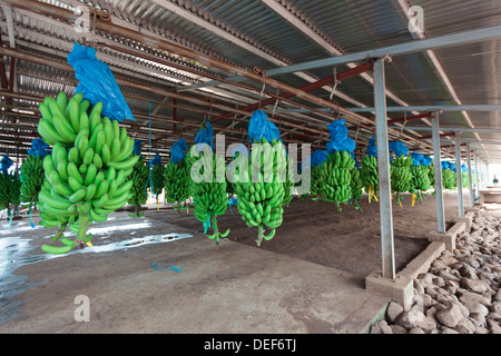 In Africa, in Camerun, Tiko. I grappoli di banane alla piantagione di banane. Foto Stock