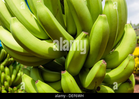 In Africa, in Camerun, Tiko. I grappoli di banane alla piantagione di banane. Foto Stock