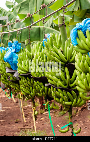 In Africa, in Camerun, Tiko. I grappoli di banane alla piantagione di banane. Foto Stock