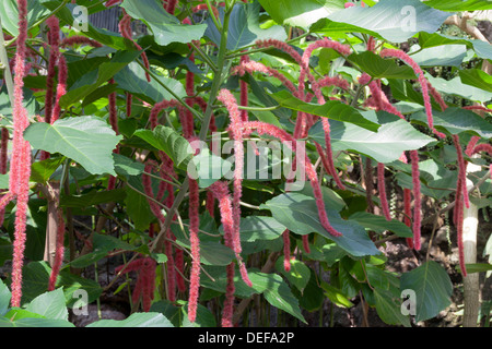 Acalypha hispida, impianto di ciniglia Foto Stock