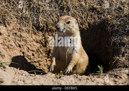 Suricate (Suricata suricatta), Devils Tower National Monument, Wyoming negli Stati Uniti d'America, America del Nord Foto Stock