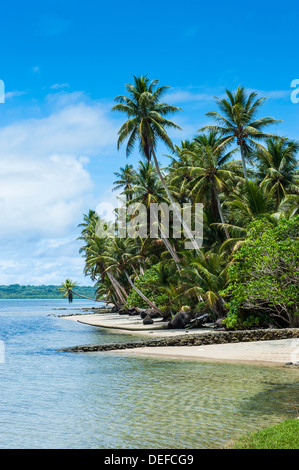 Una bellissima spiaggia di sabbia bianca e palme sull isola di Yap, Stati Federati di Micronesia, Isole Caroline, Pacific Foto Stock