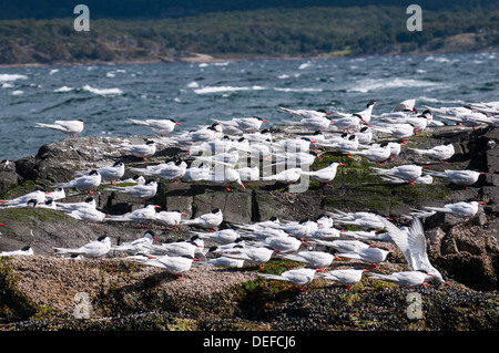 Sud Americana Tern (sterna hirundinacea), Canale del Beagle, Argentina, Sud America Foto Stock