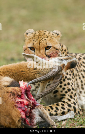 Ghepardo su Thomson gazelle kill (Acinonyx jubatus) Il Masai Mara riserva faunistica, Kenya. Foto Stock