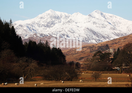 Mount Snowdon incappucciate di neve come il gallese di pecore pascolano su una soleggiata giornata di primavera nel Parco Nazionale di Snowdonia, Wales, Regno Unito Foto Stock