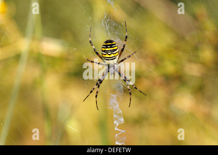Wasp Spider o Zebra Spider (Argiope bruennichi), femmina seduto in un web, Nord Reno-Westfalia, Germania Foto Stock