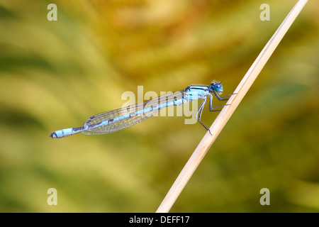 Comune Damselfly blu (Enallagma cyathigera), maschile seduto su un ramo, Nord Reno-Westfalia, Germania Foto Stock