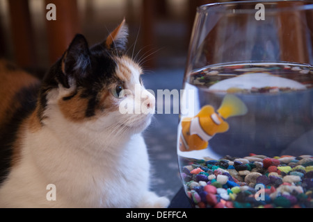 Cat coetanei in Goldfish Bowl Foto Stock