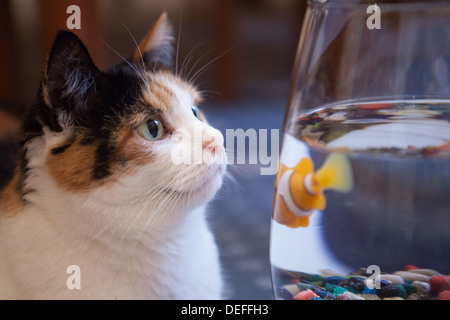 Cat coetanei in Goldfish Bowl Foto Stock