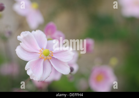 Anemone giapponese noto come Anemone hupehensis molto leggera profondità di campo Foto Stock