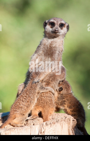 Meerkat o Suricate (Suricata suricatta), femmina lattante tre cuccioli, Tierpark Sababurg, Hofgeismar, Hesse, Germania Foto Stock