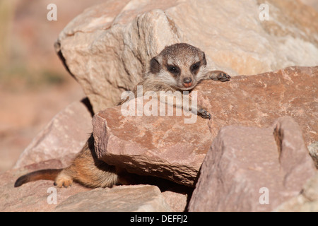 Meerkat o Suricate (Suricata suricatta), pup in appoggio, Tierpark Sababurg, Hofgeismar, Hesse, Germania Foto Stock