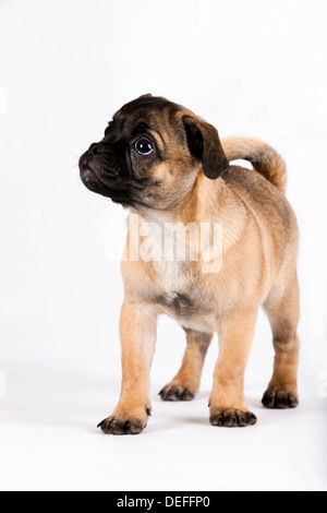 Retrò Pug cucciolo, Austria Foto Stock