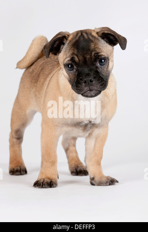 Retrò Pug cucciolo, Austria Foto Stock