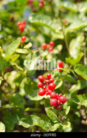 Succulento rosso maturo caprifoglio maturi il ramo con frutti di bosco Foto Stock