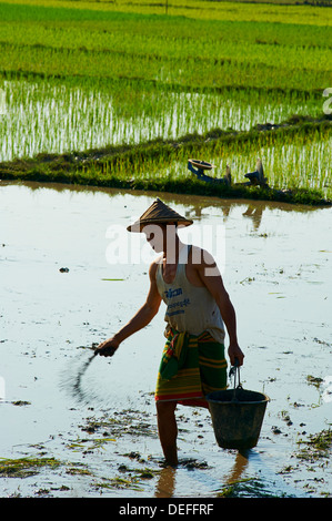 Imprenditore nel campo di riso nei pressi di Hpa-an, Karen Stato, Myanmar (Birmania), Asia Foto Stock