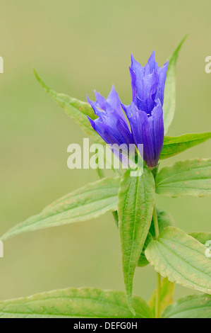 Willow la genziana (Gentiana asclepiadea), fiori, Werdenfelser Land, Alta Baviera, Baviera, Germania Foto Stock