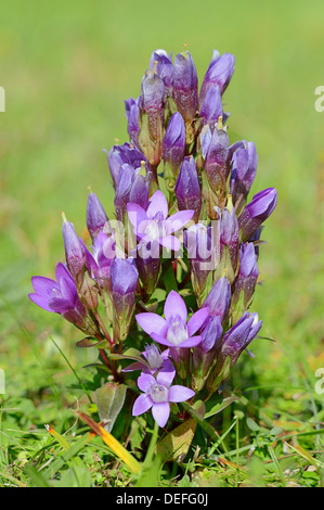 Chiltern Genziana o tedesco la genziana (Gentianella germanica, Gentiana germanica), Werdenfelser Land, Alta Baviera, Baviera Foto Stock