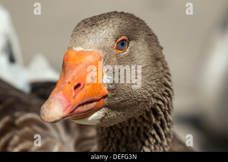 Oca domestica, gander Foto Stock