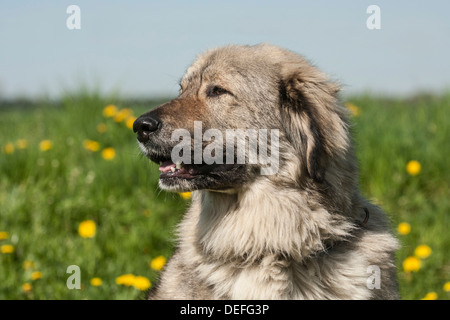 Pastore del Caucaso cane, bestiame cane custode Foto Stock