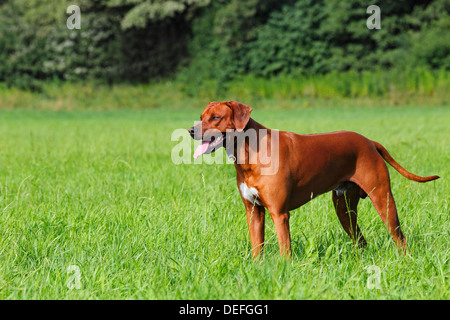 Giovani Ridgeback rhodesiano cane in piedi su un prato, Germania Foto Stock