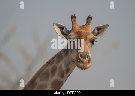 Giraffe (Giraffa camelopardalis), ritratto, il Parco Nazionale di Etosha, Regione di Kunene, Namibia Foto Stock