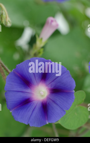 Fiore viola di un Ipomoea ornamentali in gloria di mattina impianto centinodia pianta rampicante Foto Stock