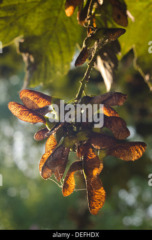 Acero acer semi di alberi di frutta in sviluppo uva come grumi sui rami pronti per la dispersione del vento Foto Stock