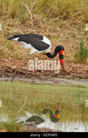 A sella fatturati Stork (Ephippiorhynchus senegalensis) Il Masai Mara riserva faunistica, Kenya. Foto Stock