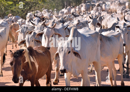 Il Brasile, Pantanal: Bianco bestiame Nelore presso la Pousada Piuval Foto Stock