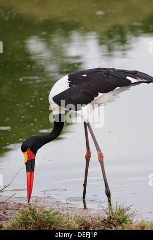 A sella fatturati Stork (Ephippiorhynchus senegalensis) Il Masai Mara riserva faunistica, Kenya. Foto Stock