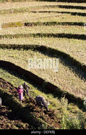 Bufalo d'acqua l'aratura di riso terrazzati, campo nei pressi di Kengtung, Stato Shan, Myanmar (Birmania), Asia Foto Stock